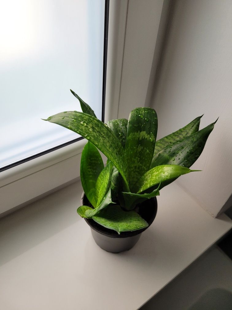 Sansewieria sansevieria hahni ciemnozielona