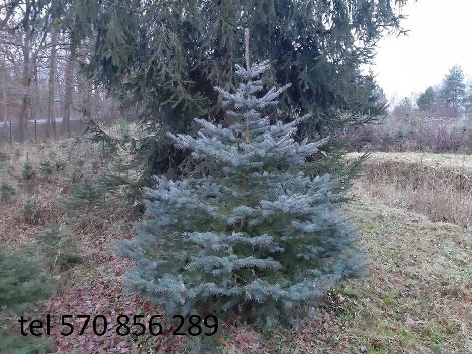 choinki świąteczne prosto z pola świerk, Jodła Bądzów 32