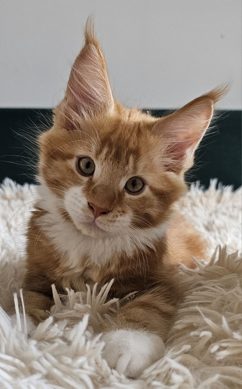 Kocurek Maine Coon