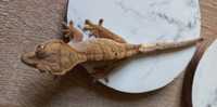 Gekon orzesiony harlequin SAMICA