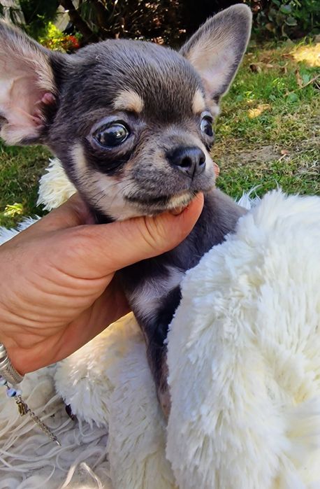 Chihuahua  przepiękny niebieski blue malutki chlopczyk