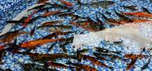Karpie euro koi od 10-30cm