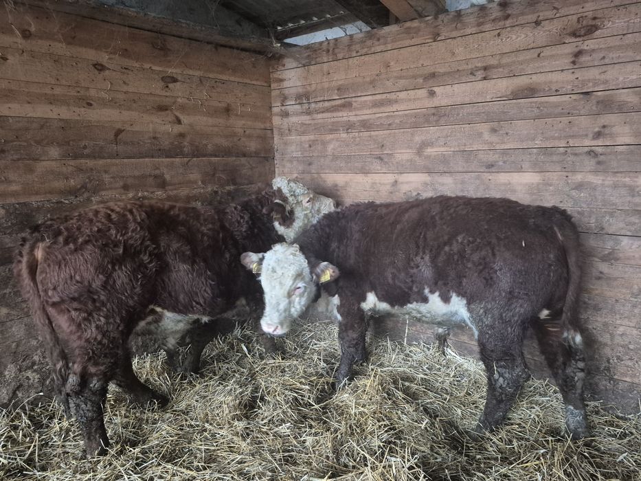 Byczki Hereford 100%