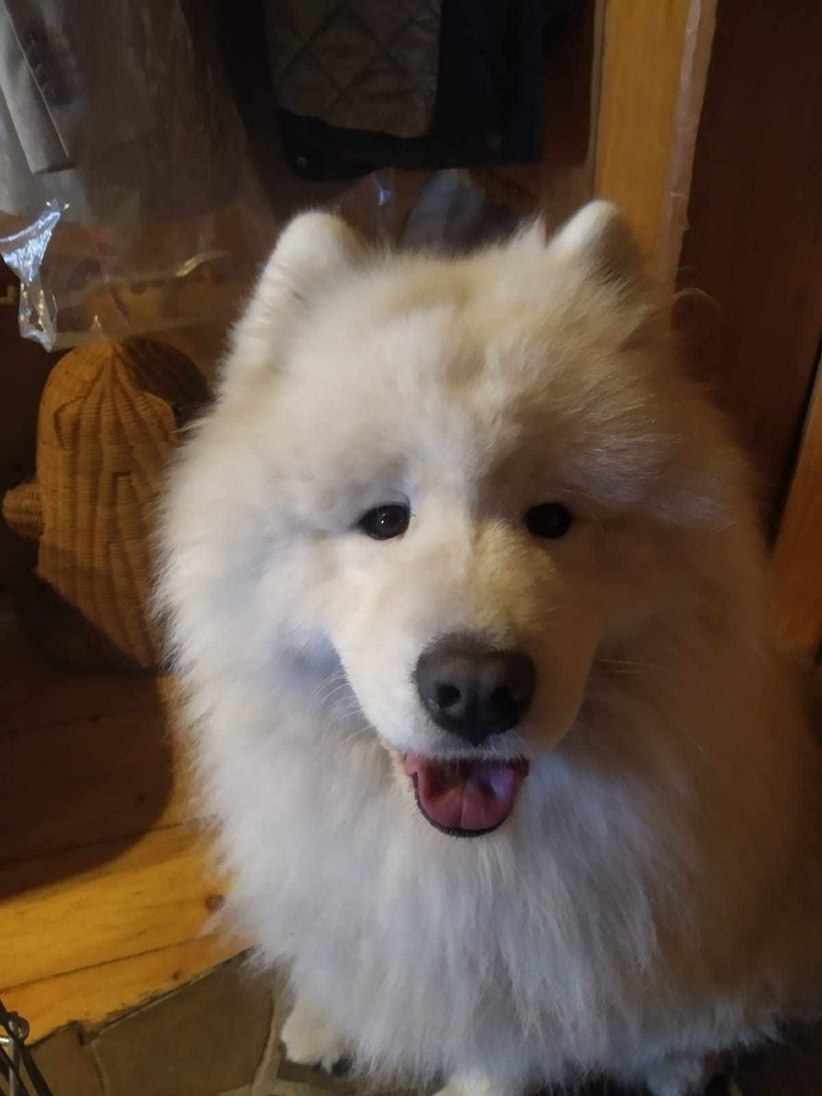 Szczeniak szczenię samoyed hodowla Cloudy Day FCI