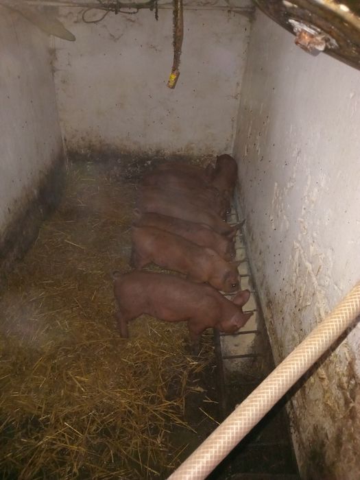 Продам поросята двох породний гібрид дюрок ландрас мясні
