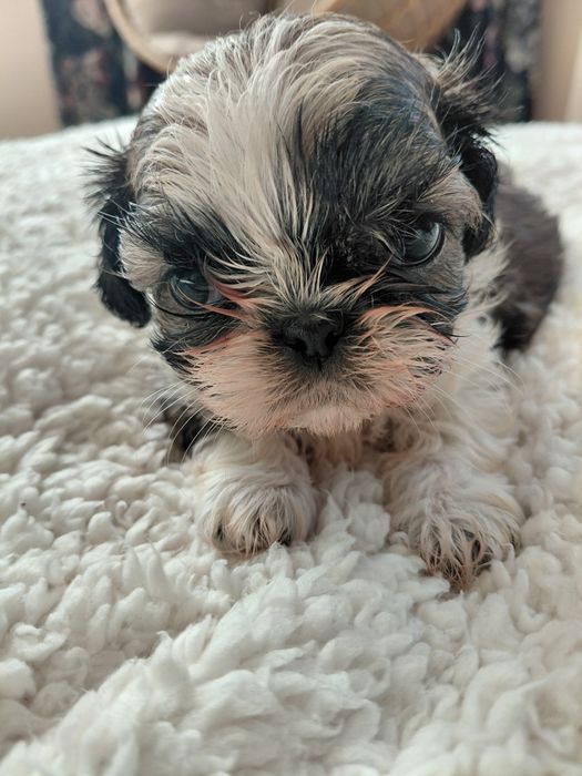 Shih tzu śliczna mini dziewczynka