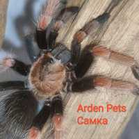 Паук - птицеед Брахипельма Боэми (Brachypelma boehmei), самка 3-4см