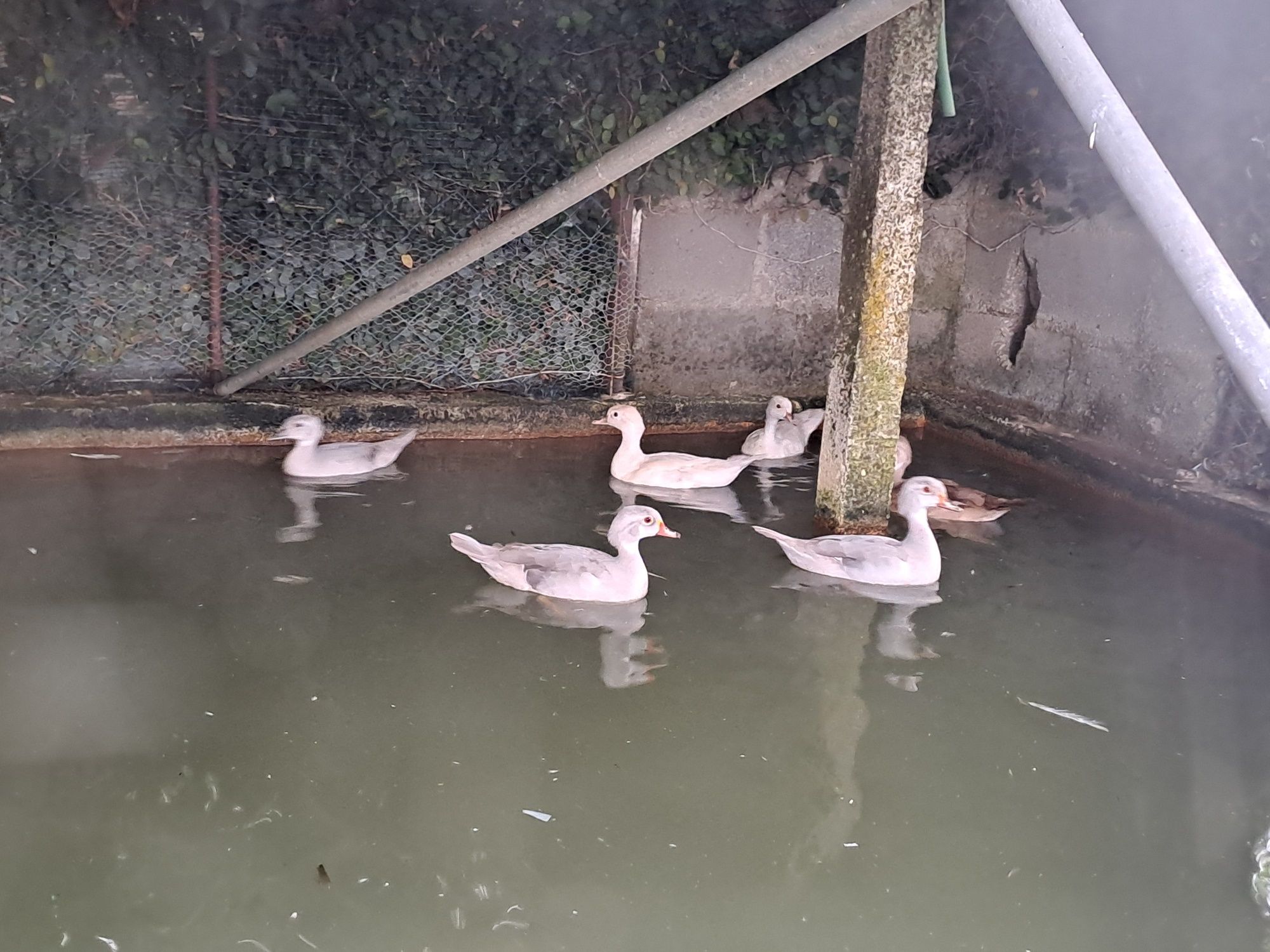 Patos carolinos e mandarins