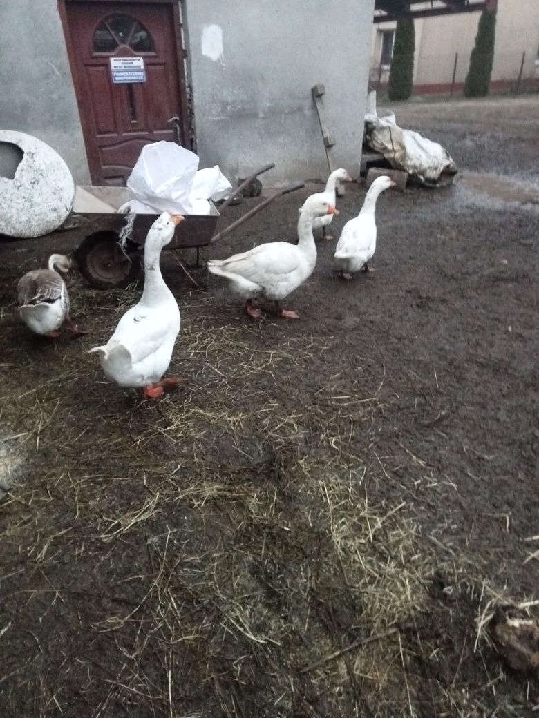 Jaja lengowe gęsi ofsianej i garbanos