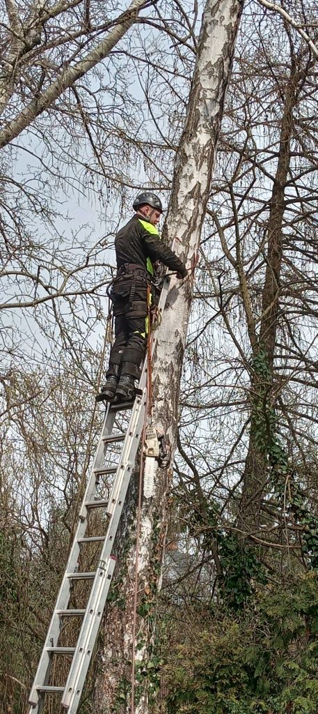 Najtaniej/szybka realizacja Arborystyka Wycinka Pielegnacja Drzew