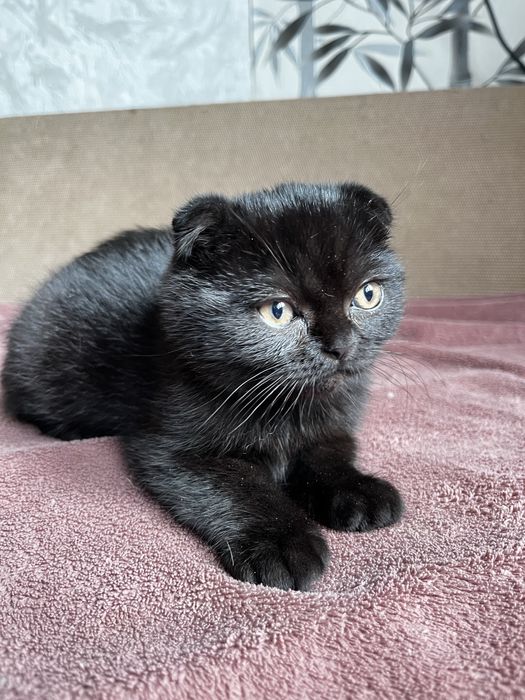 Шотландский вислоухий котенок (мальчик)