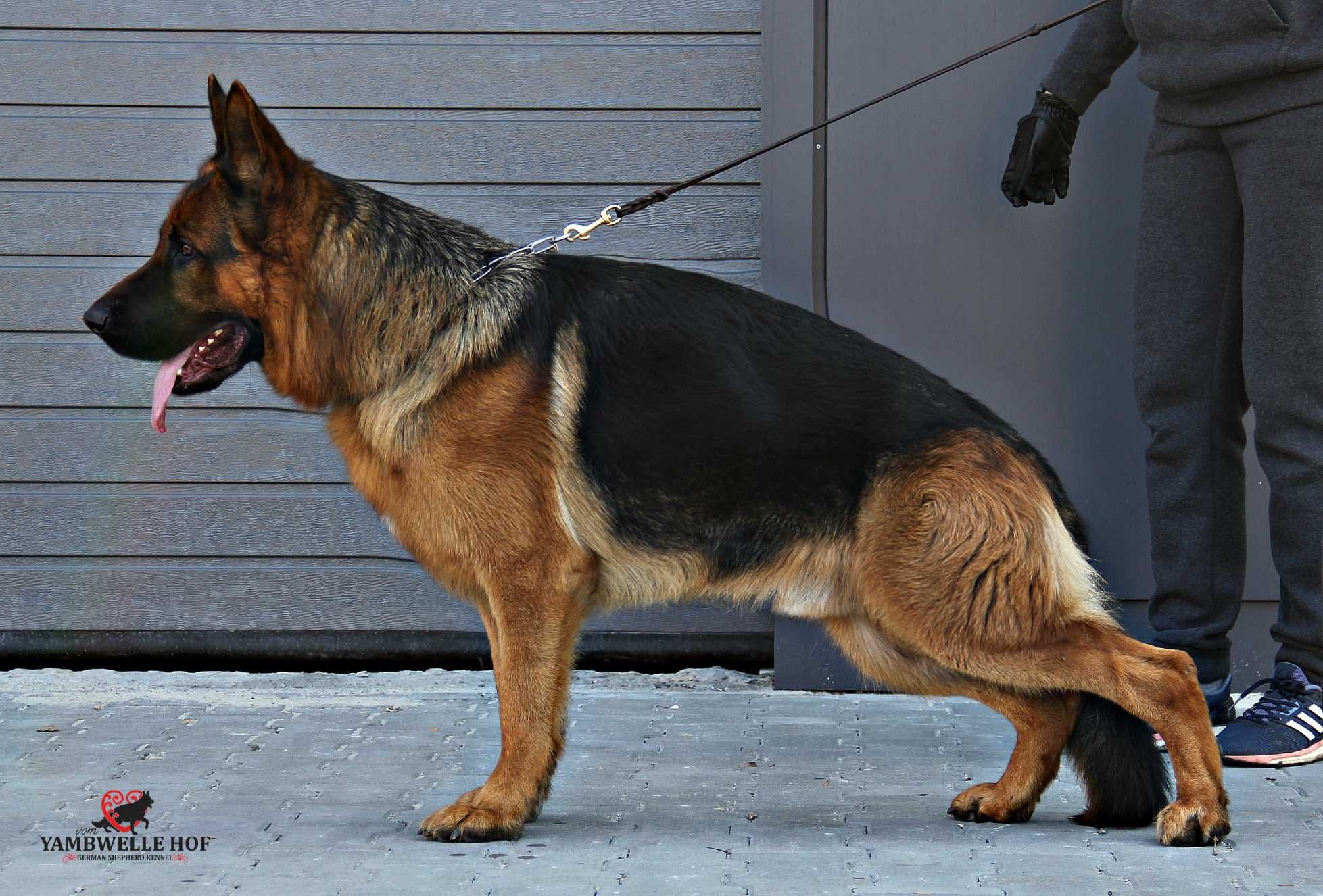 Німецька вівчарка, цуценята з документами КСУ
