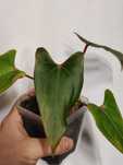 Anthurium Portillae x