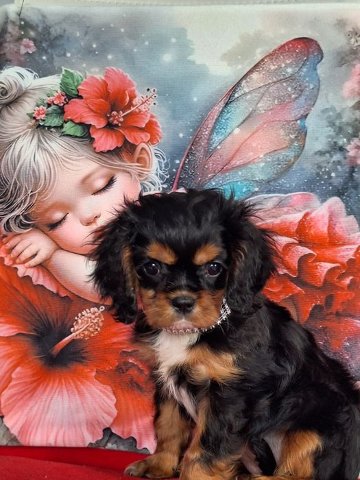 Cavalier King Charles Spaniel suczka z paszportem i rodowodem