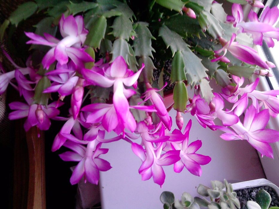 Рождественник Шлюмбе́ргера, Зигокактус