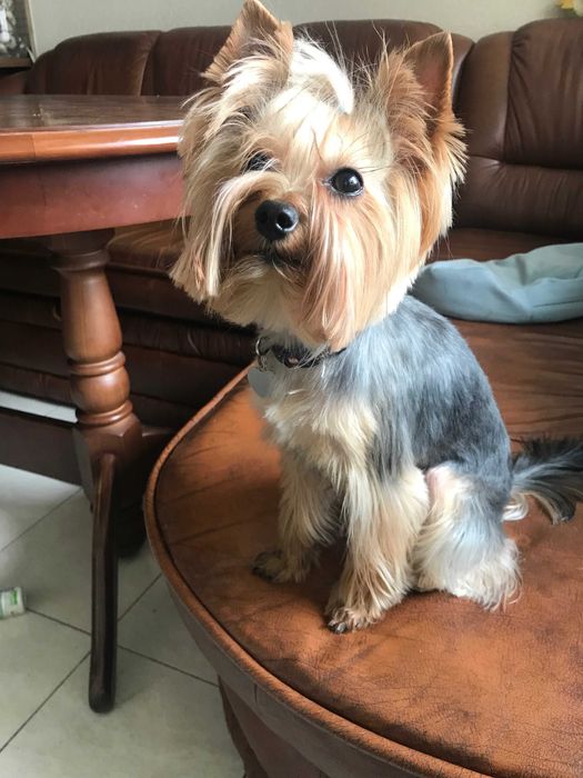 Йорк- мальчик, (родители - чемпионы) ищет подругу. Срочно.