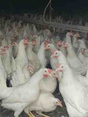 Kury nioski Leghorn sendi z jajkiem Koprzywnica