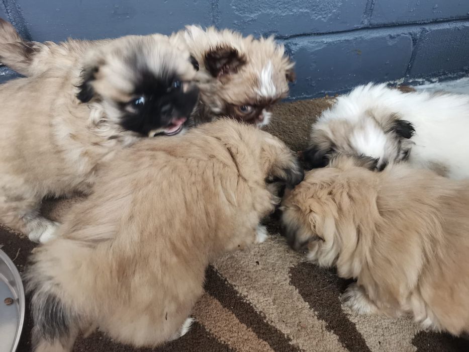 Pekińczyk Szczeniak Mały Puchaty