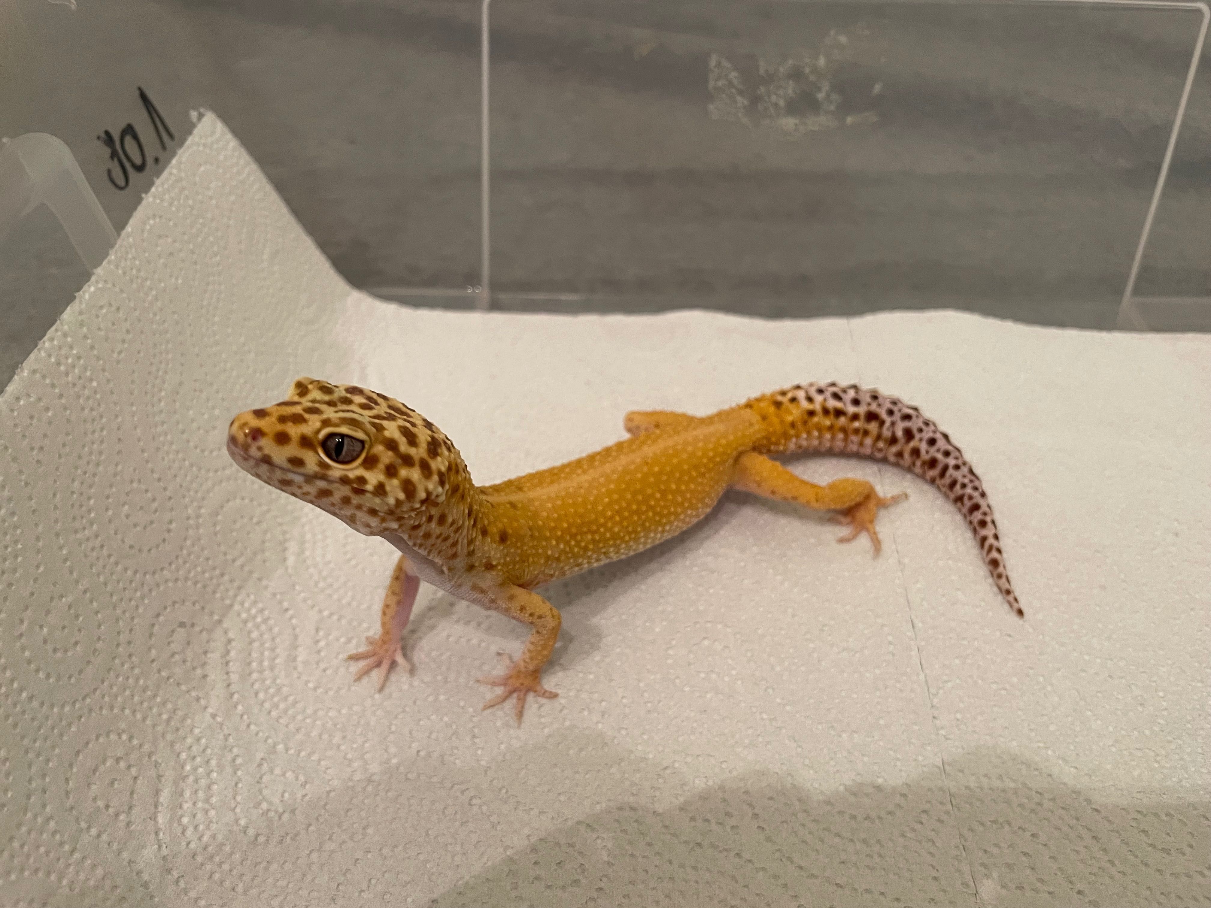 Gekon Lamparci Tremper Albino
