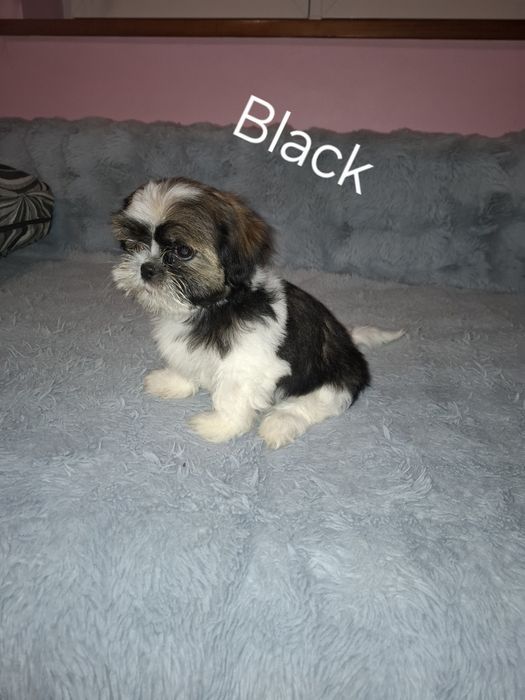 Shih-tzu samiec szczeniak