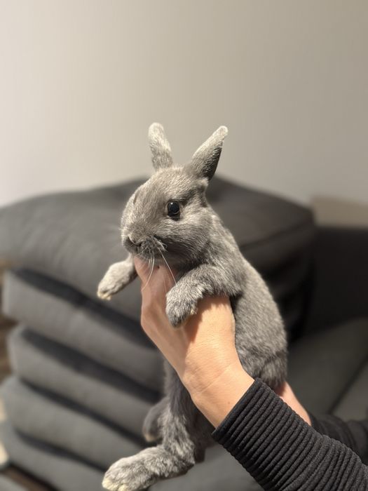 Кролик декоративний