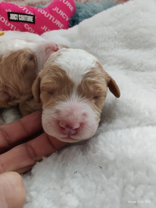 Mini Goldendoodle F1b Chłopczyk