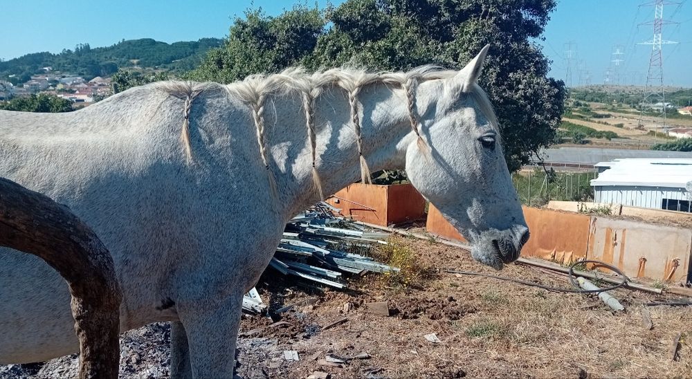 Egua Lusitana Montada