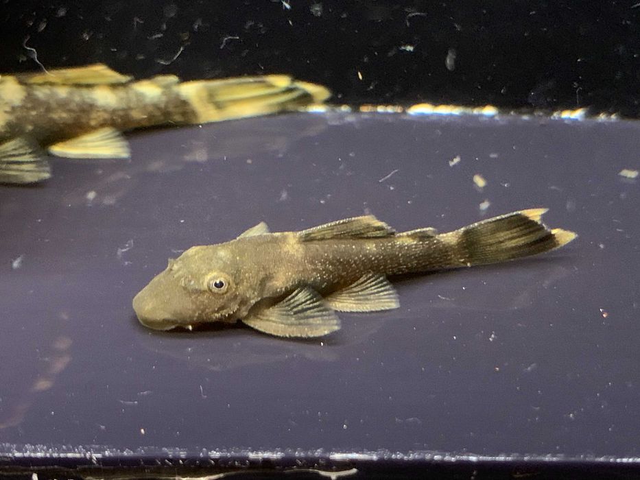 Ancistrus green dragon