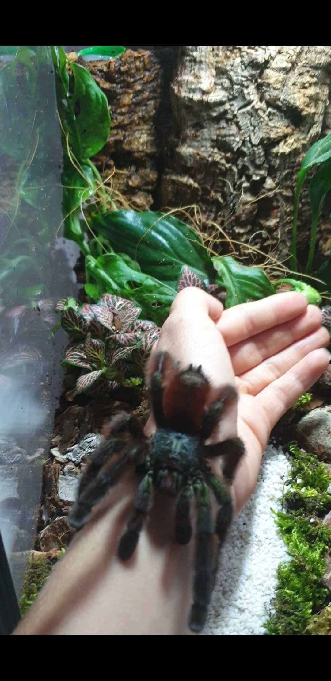 Caribena Versicolor samiczki