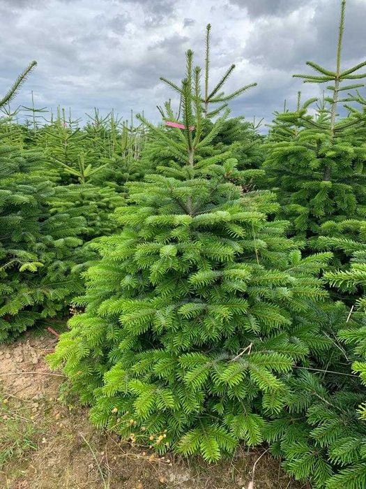 Choinki w doniczkach jodły kaukaskie Dania klasa 1 atrakcyjne ceny