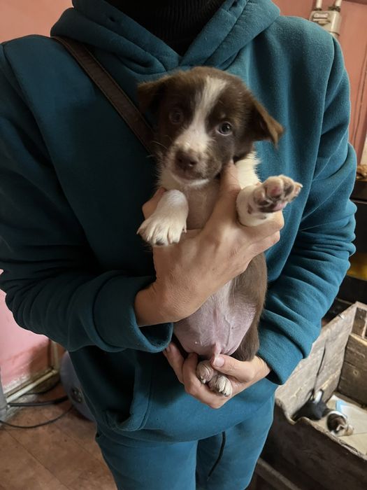 Цуценята в хороші руки