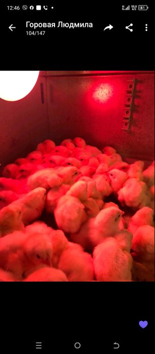 Яйця для інкубації бройлер