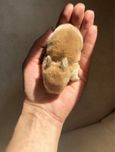 Królik karzelek miniaturka mini lop mini rex teddy