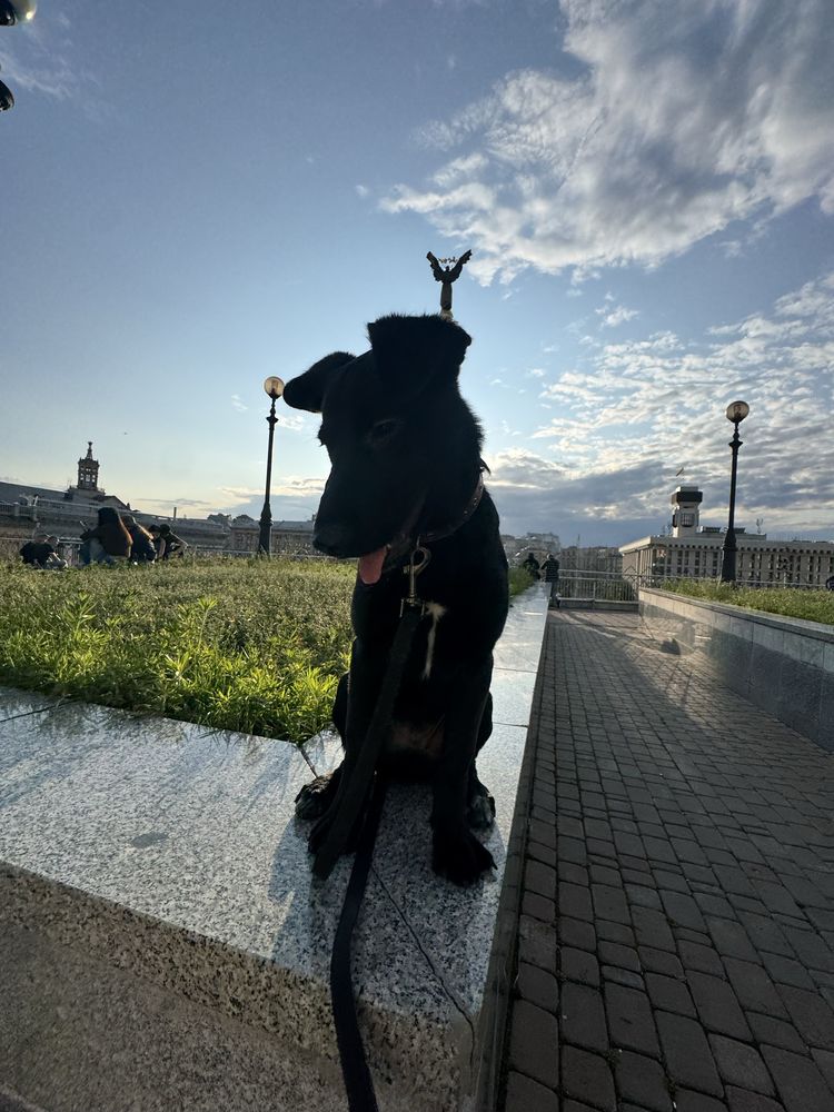 Отдам щенка в добрые руки