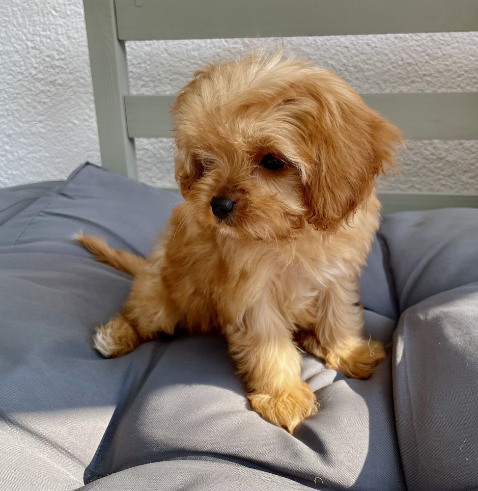 Cavapoo f1/sunia