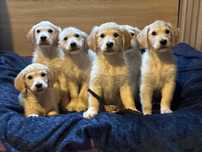 Cudne Złotka - Golden Retriver