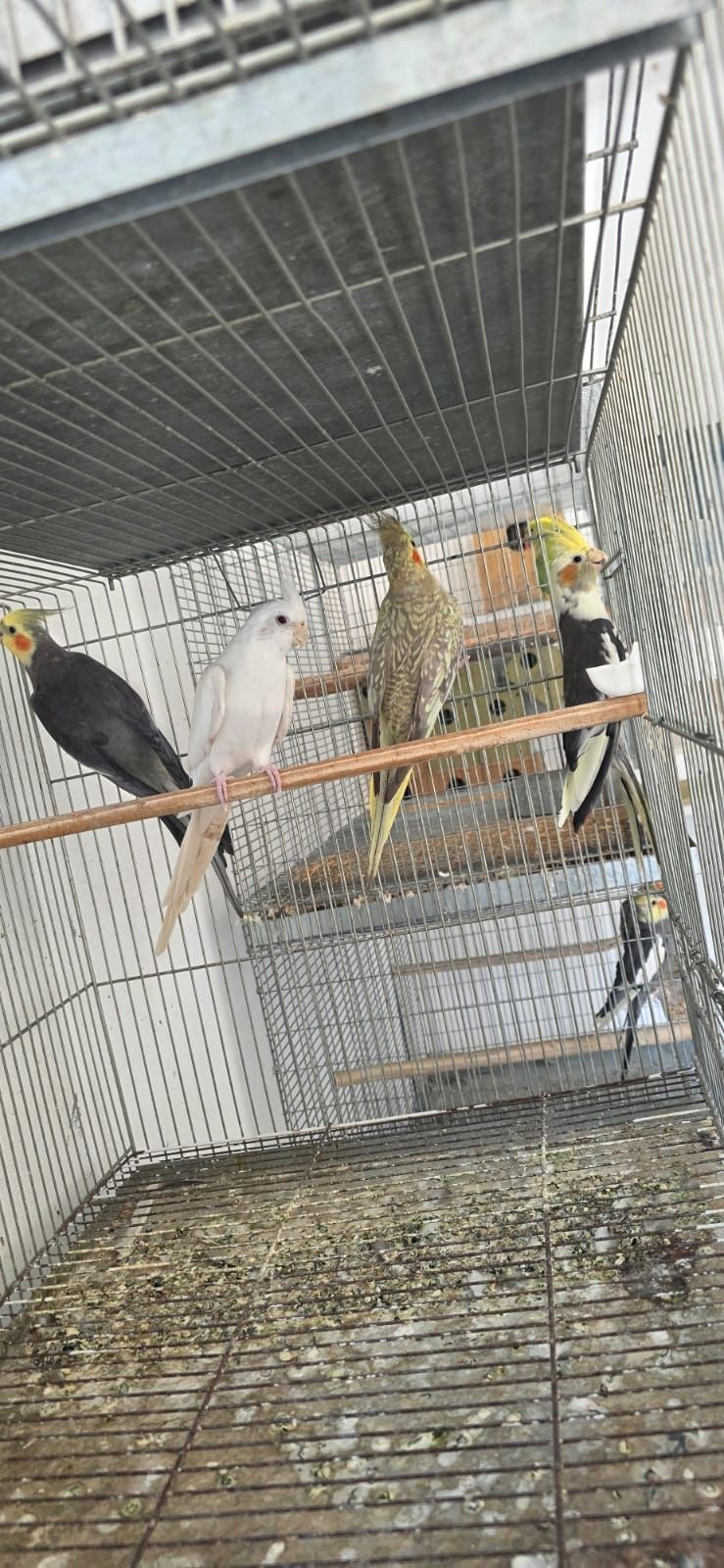 Vários pássaros para venda