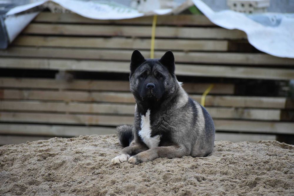 Akita amerykańska, Akity Amerykańskie - suczka ZKwP/FCI