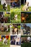 Mocna Sunia Amstaff z rodowodem, piekne szczenięta