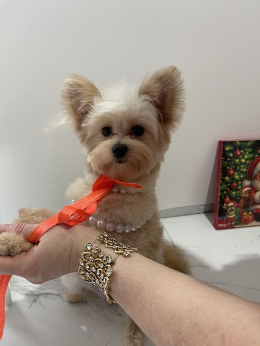 Помапу  краса з характером