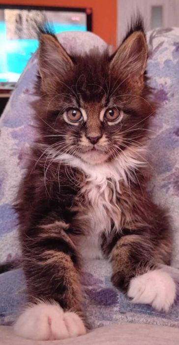 Kocurek Maine Coon z rodowodem