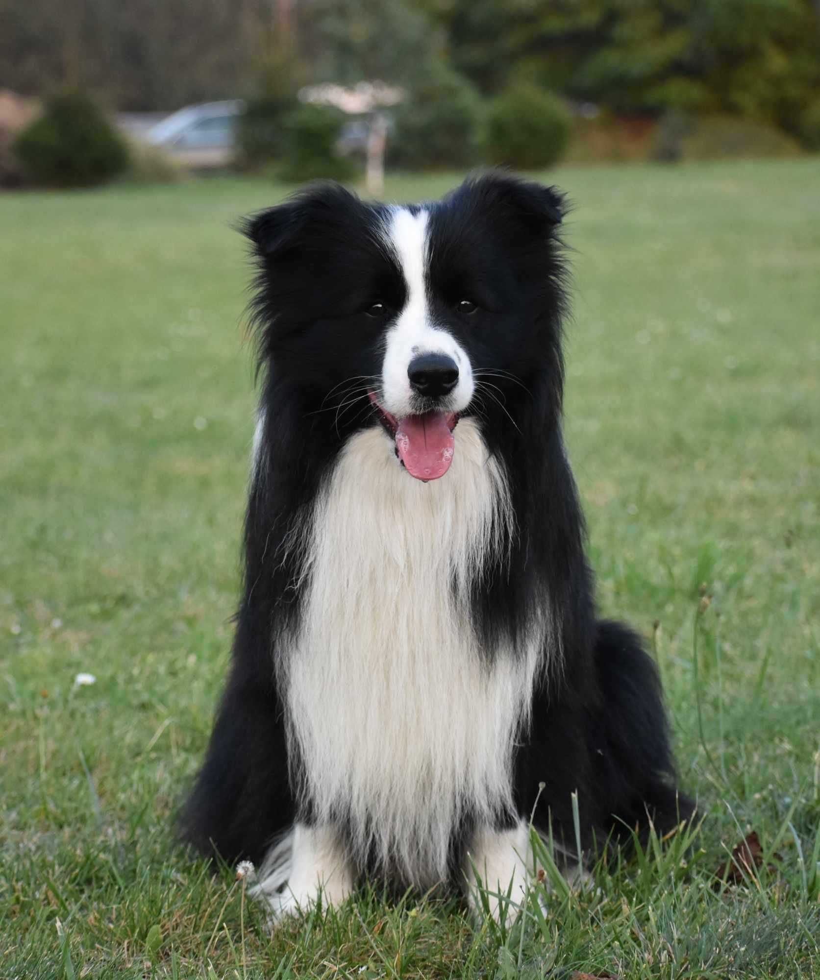 Zapowiedź miotu Border Collie FCI
