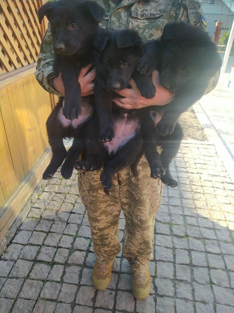 Продаємо цуценят чорної німецької вівчарки