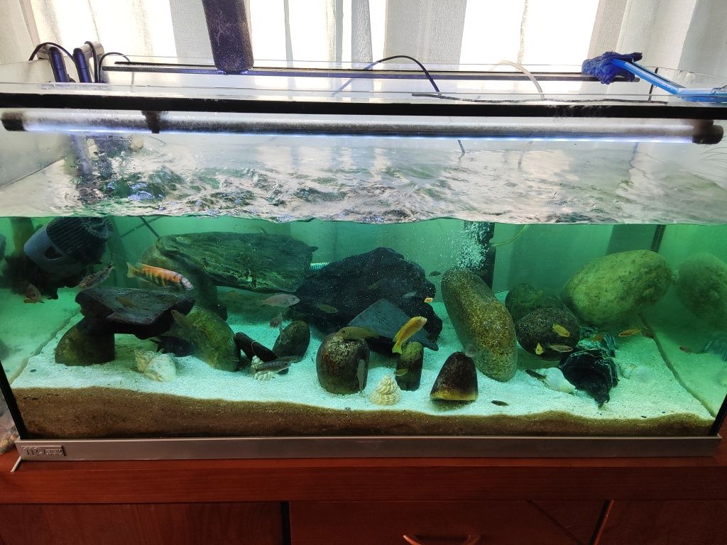Aquário para peixes
