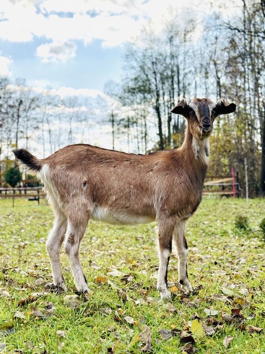 Piękna Koza 1,5 roku
