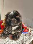 Shih-tzu cudny chłopczyk