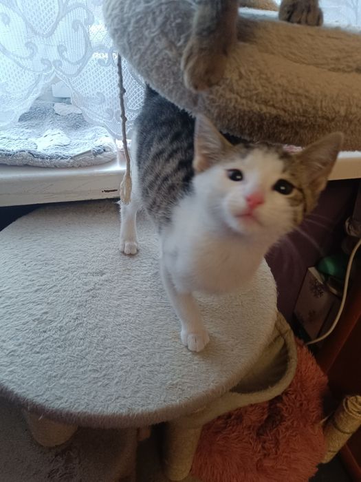 Koteczka Leydi do adopcji