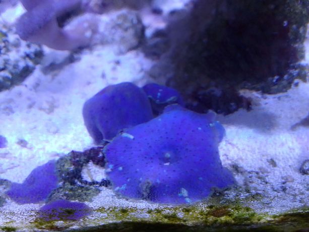 Grzybki Discosoma Blue ( koral , koralowiec , morskie , szczepka )