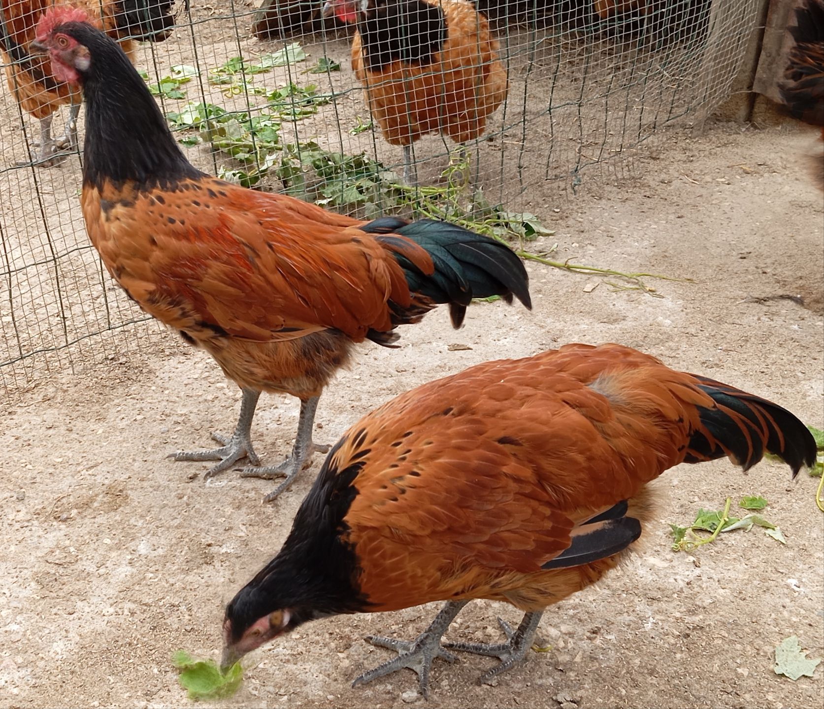 Aves Ornamentais Vorwerk