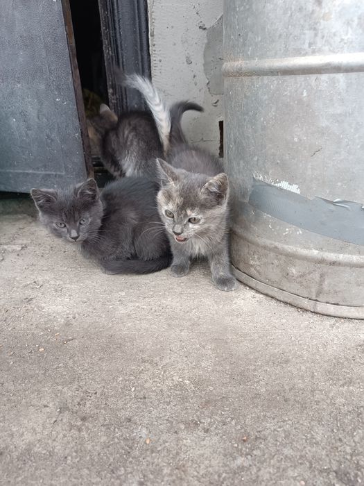 Віддам кошенят в добрі руки